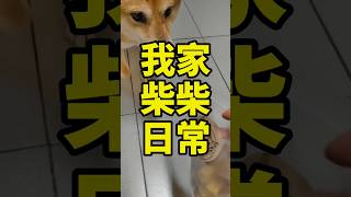 點心時間訓練一下！ #柴犬 #可愛柴犬 #柴犬日常 #whiskey #dogshorts