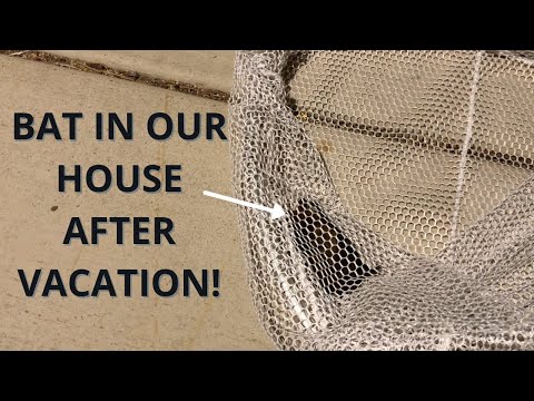 Bat in Our House After Vacation (+ How We Got It Out)