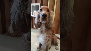 struggles #shorts #cute #daffy #baby #trending #subscribenow #roadto1m #christmas #struggles