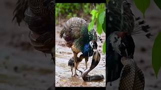 Brave Peacock Fights Cobra to Save Chicks in the Rain #snakeattack