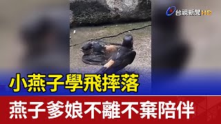 小燕子學飛摔落 燕子爹娘不離不棄陪伴