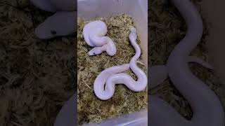 #SnakeCute #SnakeLove #CuteSnake #SnakePet #ReptileLove #PetSnake #SnakeLife#SnakeLover#SnakeAdventu