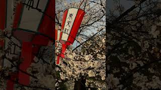 上野恩賜公園下大雨的夜櫻#japan #ueno #sakura #rain #賞櫻景點 #romantic
