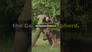 Top 5 Dangerous Dogs You Should Know About!