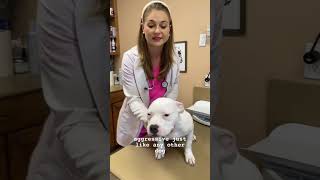 CUTEST PITBULL PUPPY!! 🤩 #viral #pitty #pitbull #bullybreed #cutestdog #vet #vetvid #adorable #cute