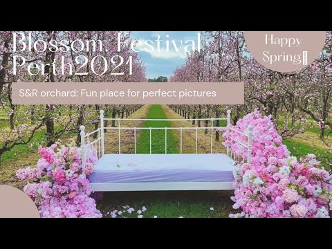 blossom festival perth 2021 #Springfestival2021 | visit to S&R orchard Perth #westernaustralia