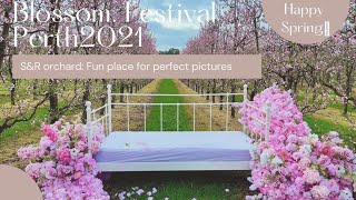 blossom festival perth 2021 #Springfestival2021 | visit to S&R orchard Perth #westernaustralia