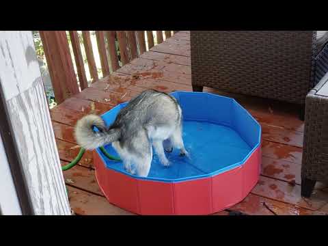 Klee Kai kiddie pool