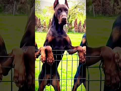 Dobermans 🖤 | Dogs edit