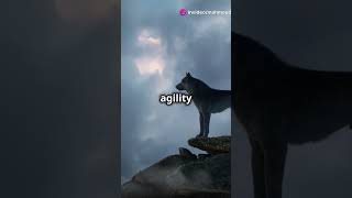 Tiger and wolf