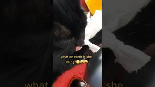 my cat eats WHAT??? #cat #cats #funny #funnycat #funnycats #fail #catfails #catshort #catshorts