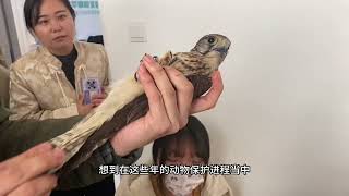 小红隼拯救特工队～出击！